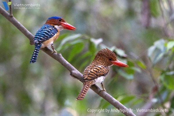 Banded Kingfisher