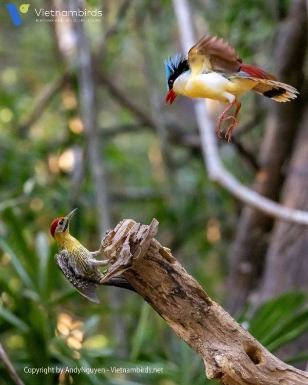 Laced woodpecker and Indochinese green magpie