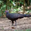 Germain’s peacock pheasant