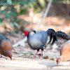 Siamese fireback
