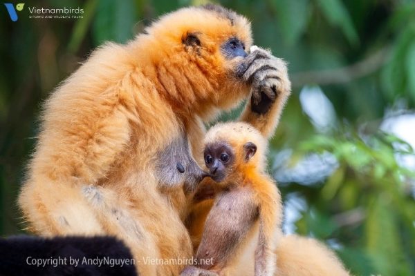 Yellow-cheeked Gibbon