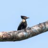 Black and buff Woodpecker