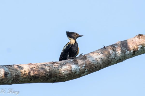 Black and buff Woodpecker