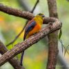 Orange breasted Trogon