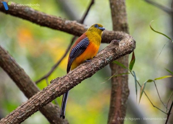 Orange breasted Trogon