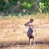 Sambar deer