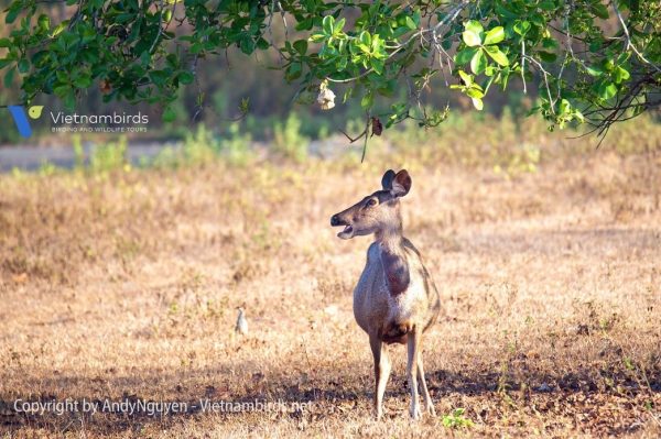Sambar deer