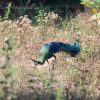 Green peafowl