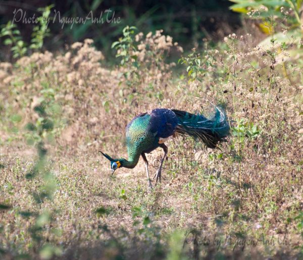 Green peafowl