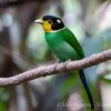 Long tailed broadbill