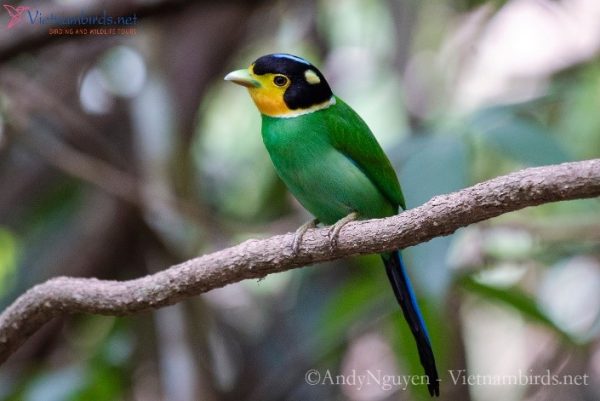 Long tailed broadbill