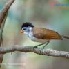 Black headed parrotbill