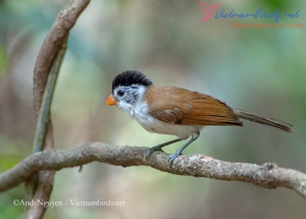 Black headed parrotbill