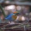 Blue Pitta