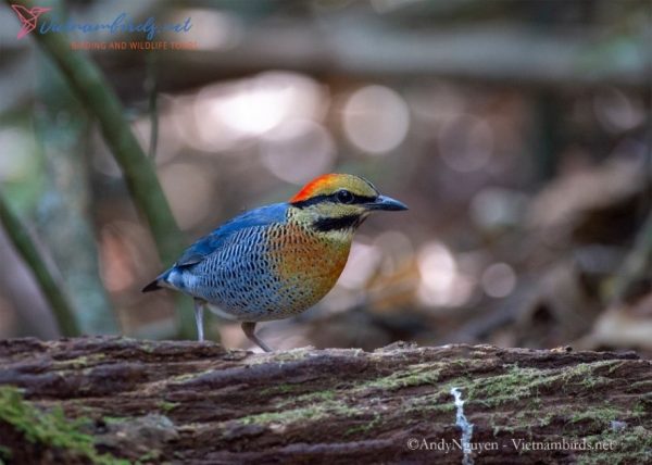Blue Pitta