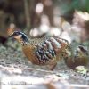 Bar-backed partridge