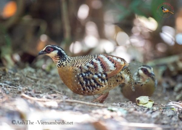 Bar-backed partridge