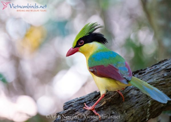 Indochinese green magpie