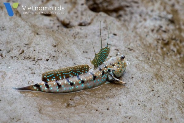 Mudskipper