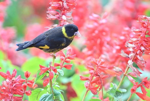 Vietnamese greenfinch