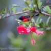 Langbian Sunbird