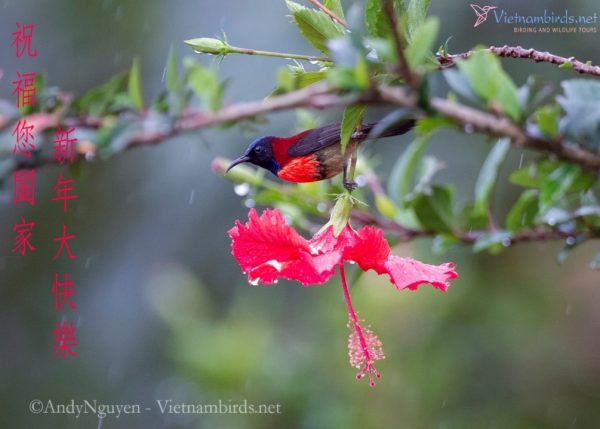 Langbian Sunbird