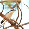 Dalat shrike babbler