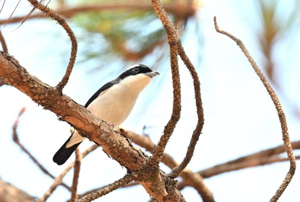 Dalat shrike babbler