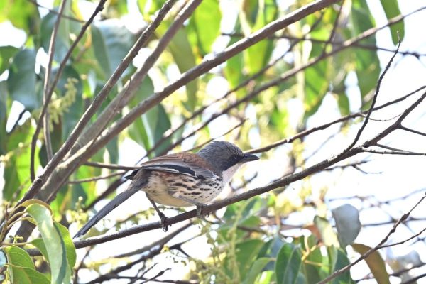 Grey crowned Crocias