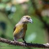 Red crossbill