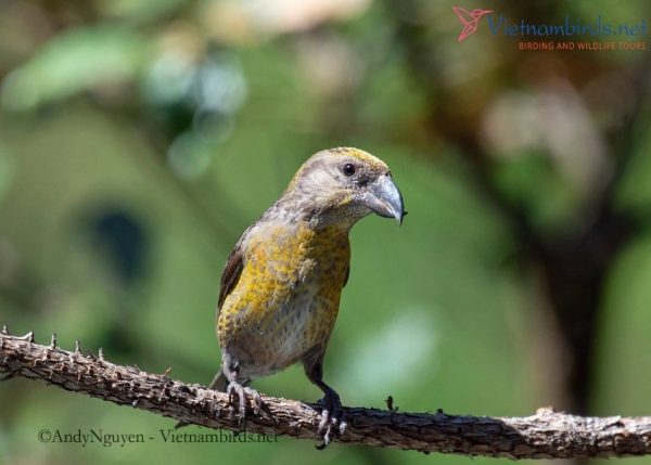 Red crossbill
