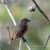 Red crossbill