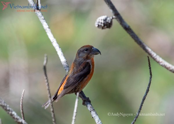 Red crossbill