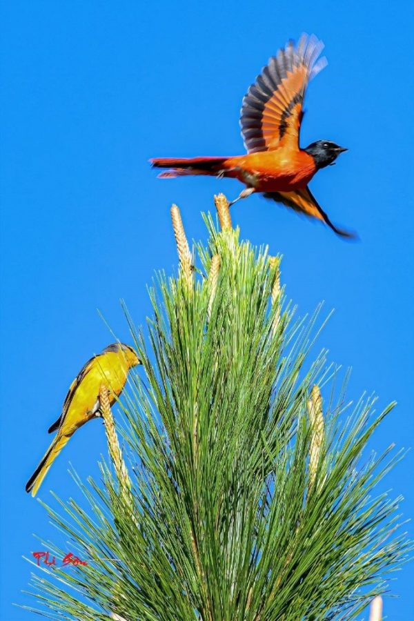 Annam minivet