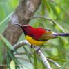 Annam Sunbird
