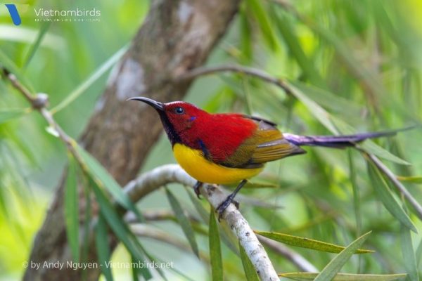 Annam Sunbird