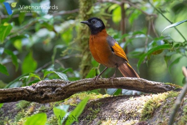 Collared laughingthrush