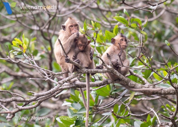 Long tailed Macaque