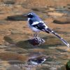 Slaty-backed Forktail