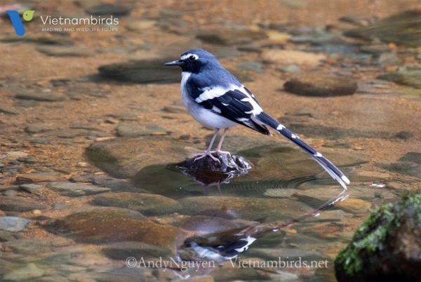 Slaty-backed Forktail