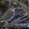 Dalat bush warbler