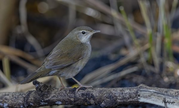 Dalat bush warbler