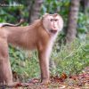 Pig tailed Macaque