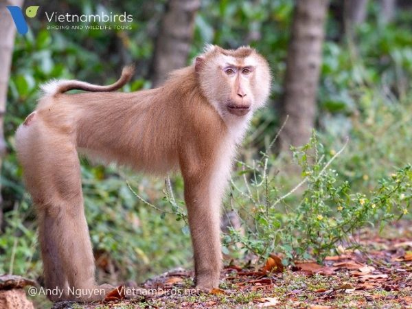Pig tailed Macaque