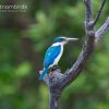 Collared Kingfisher