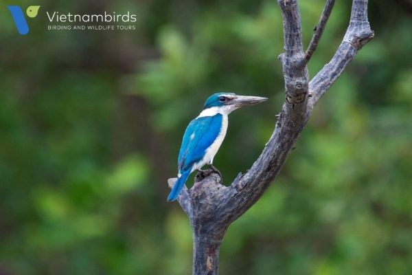 Collared Kingfisher