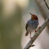 Ashy tailorbird