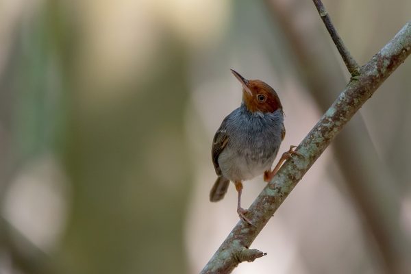 Ashy tailorbird
