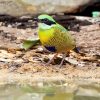 Bar bellied Pitta