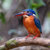Blue eared kingfisher